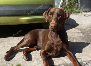 Rocco the Doberman for stud