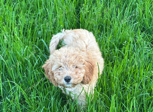 Gourgeous Cavapoochon Girl