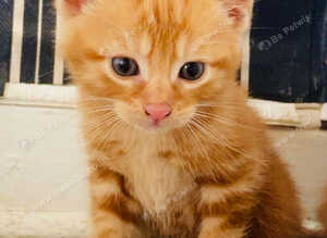 4 female kittens