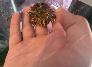 Baby pack man frog and that tank