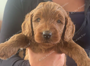 F1B Cockapoo