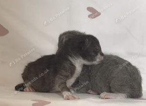 Gorgeous fluffy kittens