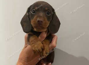 Miniature Dachshund