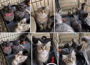 6 maincoon maybe cross ragdoll