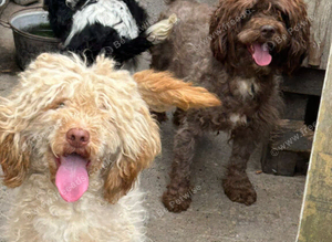 Apricot cockapoo Bitch