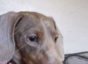 Chocolate & tan miniature Dachshund girl