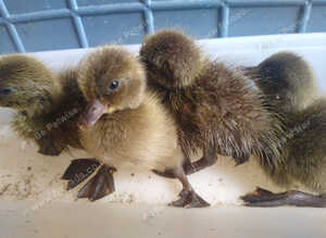Khaki cambell ducklings and hatching eggs