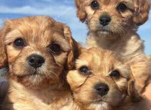 Beautiful Cavachon puppies