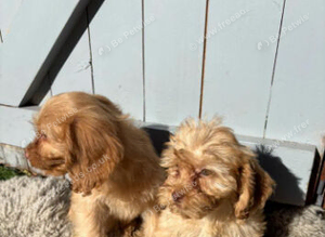Cockapoo 2 girls