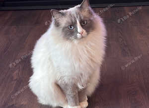 Handsome Ragdoll STUD available for STUD SERVICES ONLY (Registered)