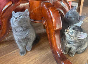 Russian blue mix kittens
