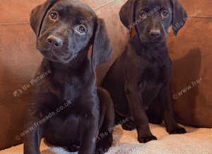 Beautiful Black Labrador Puppies