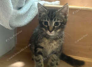 Tabby kittens available