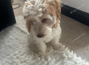 Stanley The Cockapoo