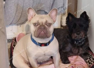 Beautiful male French bulldog