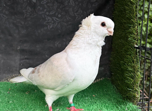 German owls breeder male