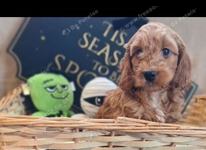 F1 Cockapoo