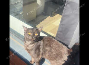 Unknown cat breed for sale 1-2 years old