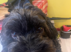 Stud Cavapoo