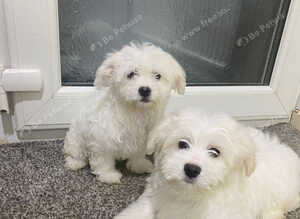 Maltese Puppies Available Now