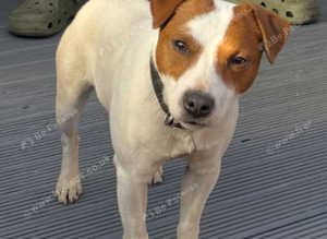 Jack the jack russell stud dog