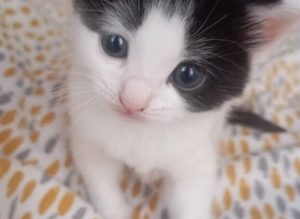 Kitten