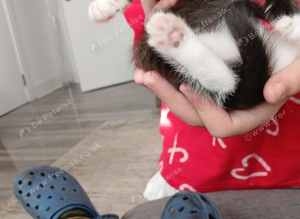 kitten + items