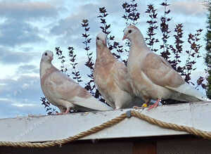 Wolverhamptom Tumbler Pigeons