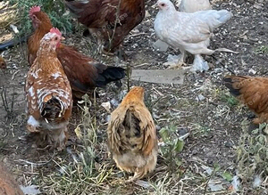 Peking and other bantams