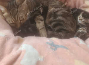 Stunning mixed breed tabby British blue kittens