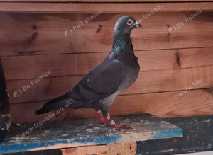 Racing pigeon with paper
