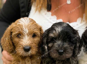 Cavapoo puppies
