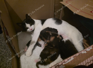 1 kitten left - Reserve now