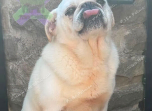 Adult male pug neutered