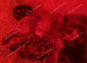 Lakeland Cross Patterdale puppies