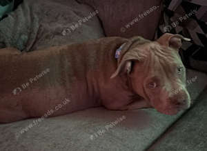 American bully