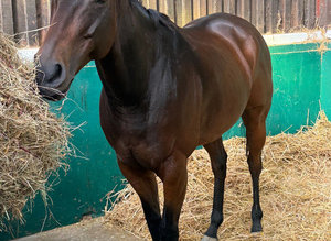 Smartie - Fun loving allrounder sort