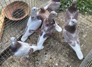 Bricoux pigeons