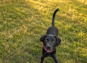 2 puppies for &pound;700 , one for &pound;400 cockerspaniel mix