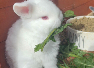 Mini lop x