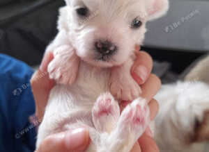 For sale puppy