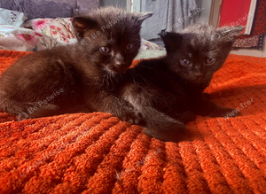 Two beautiful Bombay kitties