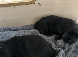 KC registered black cocker spaniel show puppies