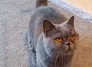 Female British Blue