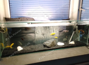 Full setups with fish