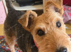 8 yr old welsh terrier Female