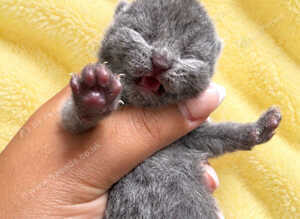 Exceptional quality British shorthair kittens