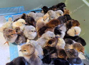 Baby chickens pekin & Serama