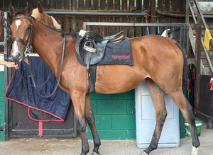 Pretty little 3yr Filly - Annie