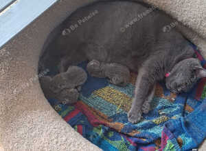 Pure breed British short hair kittens